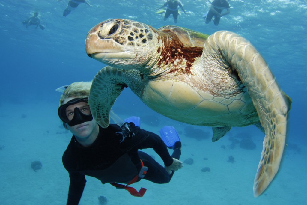 underwater shot with turtle in the Great Barrier reef