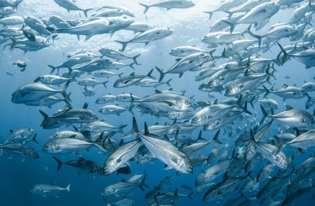 group of fish swimming and pictured underwater