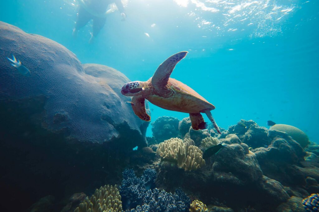 turtle pictured underwater