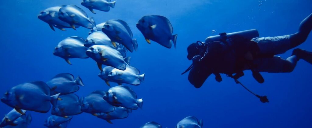 diver surrounded by fish in thailand