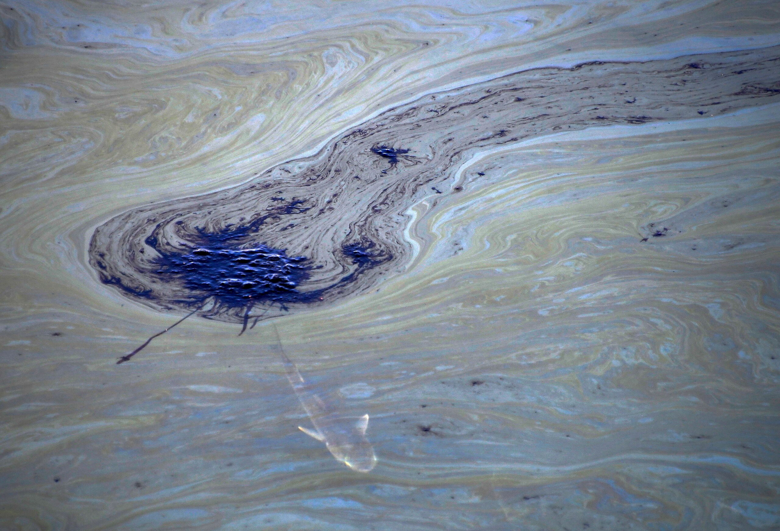 aerial shot of a fish swimming underneath the massive oil spill in Southern California