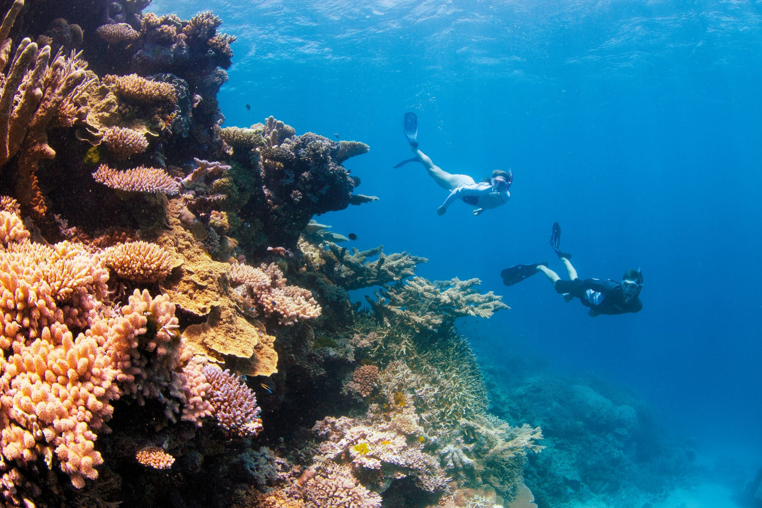 Underwater shot off the Great Barrier Reef