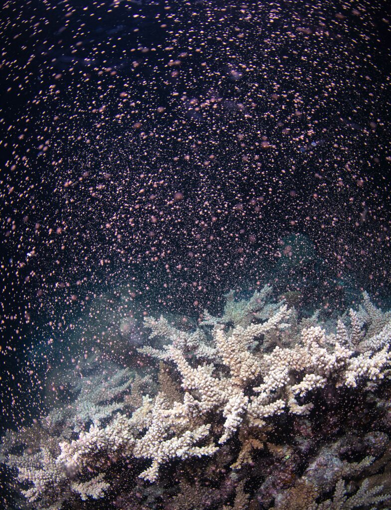 Coral spawning on the Great Barrier Reef portrait shot