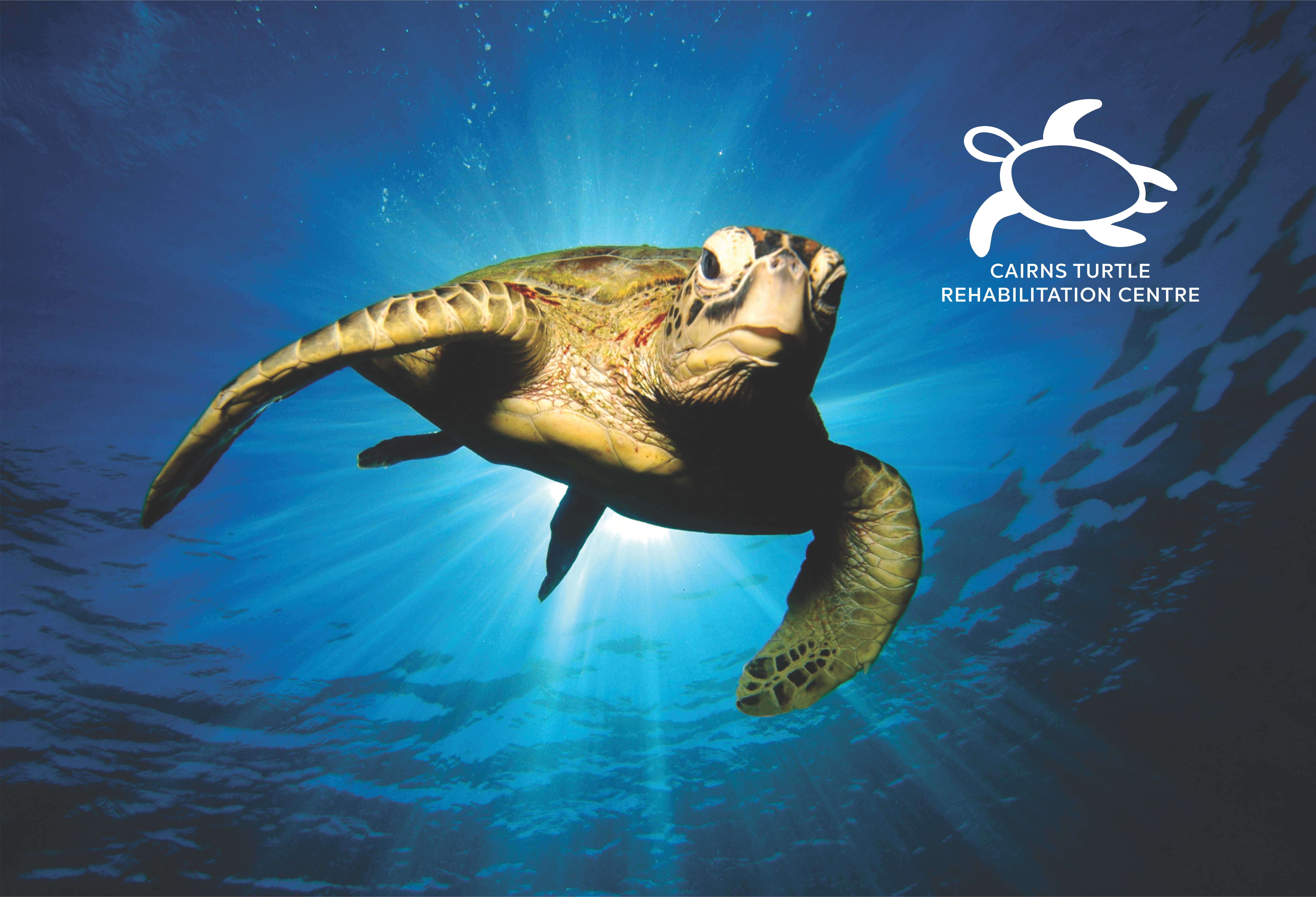 Cairns Turtle rehabilitation centre graphic